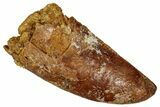 Serrated Raptor Tooth - Real Dinosaur Tooth #333324-1
